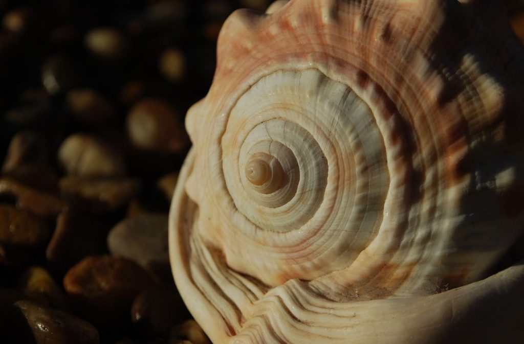 Fibonacci-Spirale in der Natur als Schneckenhaus